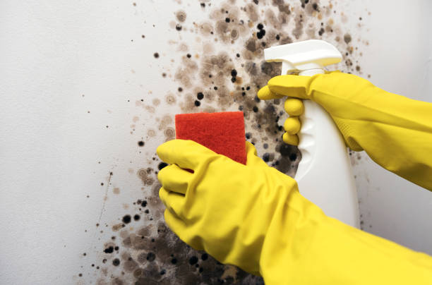 Best Mold Damage Repair  in Shiremanstown, PA