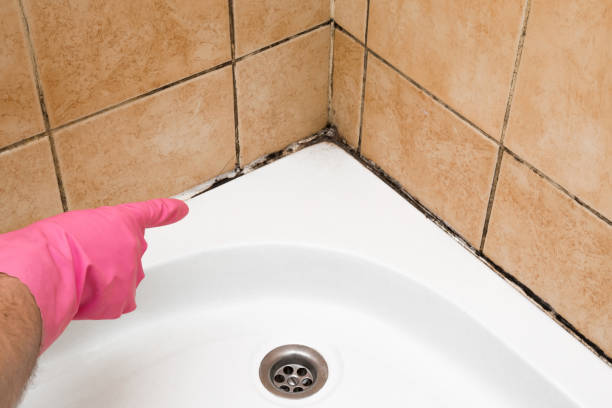 Best Professional Mold Removal  in Shiremanstown, PA