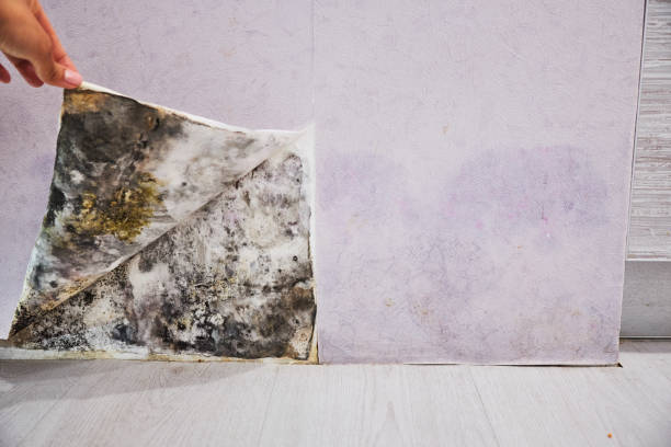 Best Mold Testing  in Shiremanstown, PA